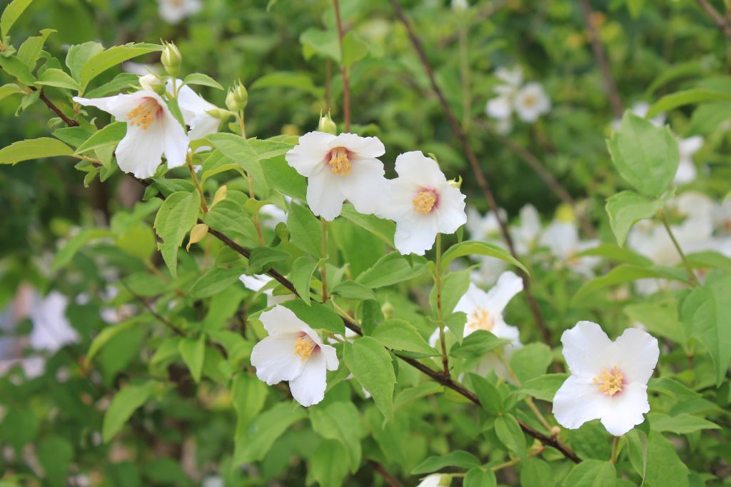 ベルエトワール